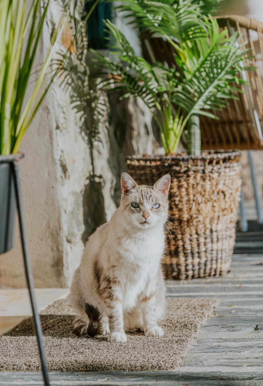 Casa Relogio De Sol Villa Lamego Ngoại thất bức ảnh